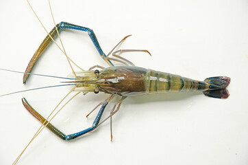 Top view of giant freshwater prawn close up