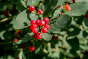 Fototapeta premium Tatarian Honeysuckle (Lonicera tatarica) in park, Central Russia