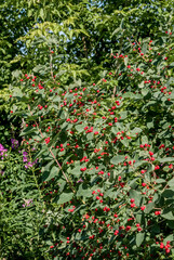 Tatarian Honeysuckle (Lonicera tatarica) in park, Central Russia