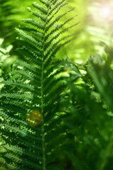 Fern in the forest as a background. Flower plants outdoors. Beautiful green color.