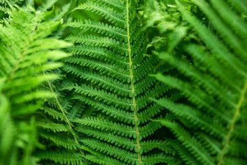 Fern in the forest as a background. Flower plants outdoors. Beautiful green color.