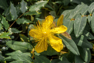 Rose-of-Sharon (Hypericum calycinum) in park, Crimea