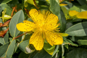 Rose-of-Sharon (Hypericum calycinum) in park, Crimea