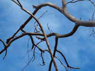 tree branches against blue sky