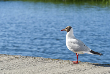 black headed gull close-up in front of lake. selective focus