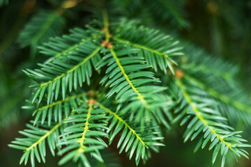 Close-up of a yew plant with shallow depth of field, beautiful green background