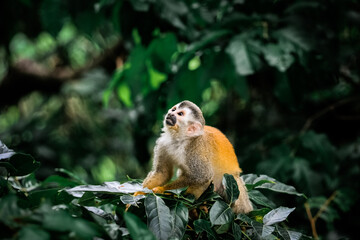 Squirrel Monkey Ready to Leap From Its Branch in Costa Rica.