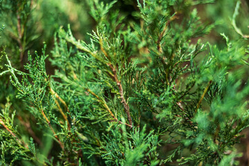 Green thuja tree branch close-up with shallow depth of field, beautiful green background.
