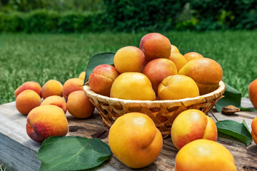 Apricots in a basket on wooden boards outdoors on a background of green grass, picnic time and family vacation. Fresh fruit concept.