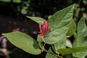 Common Sweetshrub (Calycanthus floridus) in park, south coast of Crimea