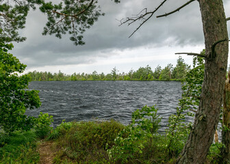 windy summer landscape from swamp lake, wind and turbulence of lake water, lake shore, trees in...