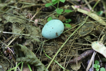 A small blue egg dropped from a nest to the ground in a summer forest