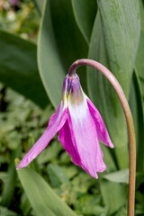Siberian Fawn Lily (Erythronium sibiricum) in garden, Central Russia