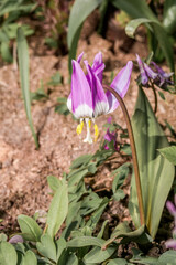 Siberian Fawn Lily (Erythronium sibiricum) in garden, Central Russia