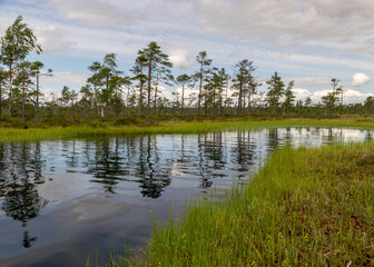 stunning bog views. beautiful clouds. View of the beautiful nature in the swamp - pond, pines, moss. Sunny day. a typical West-Estonian bog. Nigula Nature Reserve