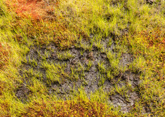 bog vegetation background, bog grass, plants, water, moss, summer in the bog