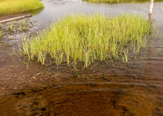 bog vegetation background, bog grass, plants, water, moss, summer in the bog