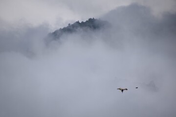 View of a vulture flying towards its prey on a foggy day