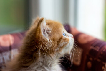 Beautiful little ginger kitten looks with interest out the window