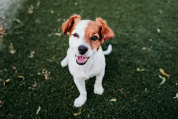 portrait of cute jack russell dog smiling outdoors sitting on the grass, summer time