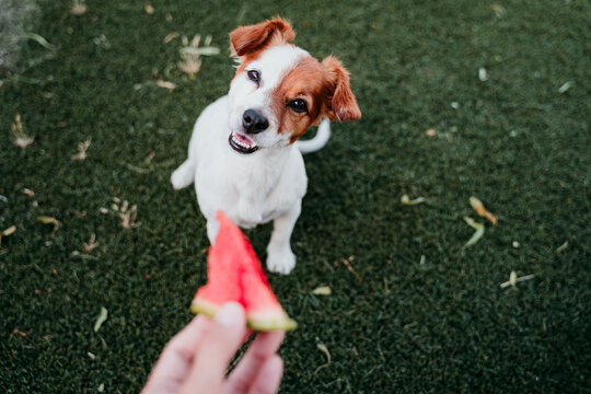 Can Dogs Safely Eat Pepperoni? A Comprehensive Guide to Dog Nutrition Avoid These Mistakes - Learn Whether Dogs Can Safely Eat Pepperoni
