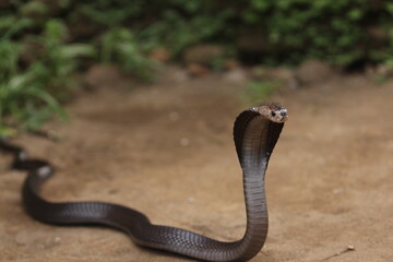 The Javan spitting cobra (Naja sputatrix), also called Indonesian cobra, is a species of cobra in...