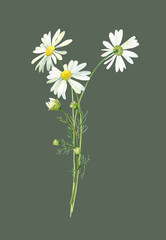 A small bouquet of watercolor daisies. For congratulations, invitations, anniversaries, weddings, birthday