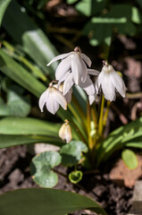 Siberian Squill (Scilla siberica) in garden, Central Russia