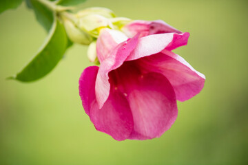 Pink Flower with Green Background