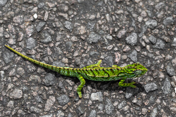 Close up of a green chameleon on the street