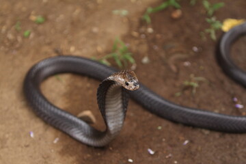 The Javan spitting cobra (Naja sputatrix), also called Indonesian cobra, is a species of cobra in the family Elapidae, found in the Lesser Sunda Islands of Indonesia, including Java, Bali, and other.