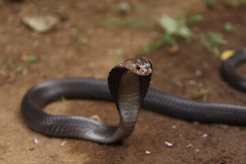 The Javan spitting cobra (Naja sputatrix), also called Indonesian cobra, is a species of cobra in the family Elapidae, found in the Lesser Sunda Islands of Indonesia, including Java, Bali, and other.