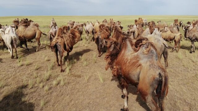 Kalmykia, reserve. A herd of camels in the steppe.