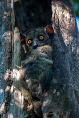 Little lemur hid in the hollow of a tree and watches