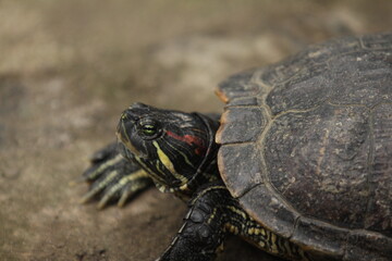 The red-eared slider is a semiaquatic turtle.