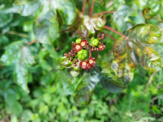 ladybird on a leaf