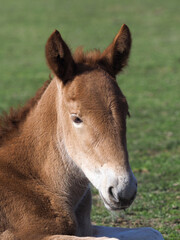 Rare Breed Foal