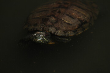 The red-eared slider is a semiaquatic turtle.