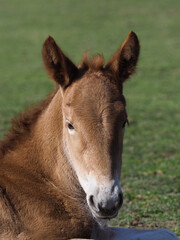 Rare Breed Foal