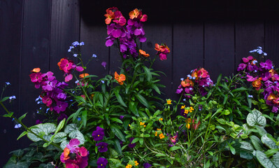 Beautiful garden full of colorful flowers, yellow, orange, pink, purple, blue flowers with green leaves