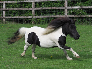 Galloping Pony