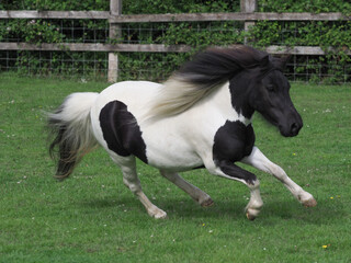 Galloping Pony