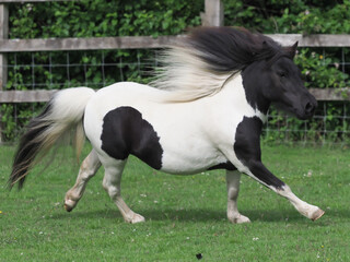 Obraz na płótnie Canvas Galloping Pony