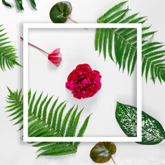 Top view of green tropical leaves and red flowers on a white background. Minimal summer concept with fern and dieffenbachia leaves. Creative space with a white border. Flat lay.