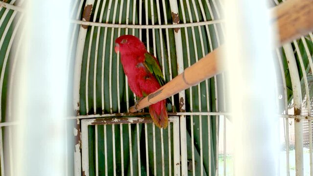 Tourists are feeding Lorius garrulus at the zoo in the holiday.