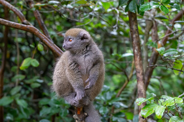 Funny bamboo lemurs on a tree branch watch the visitors © 25ehaag6