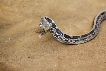 The radiated ratsnake, copperhead rat snake or copper-headed trinket snake (Coelognathus radiatus) is a nonvenomous species of colubrid snake.