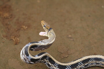 The radiated ratsnake, copperhead rat snake or copper-headed trinket snake (Coelognathus radiatus) is a nonvenomous species of colubrid snake.