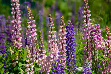 lupin flowers in the field