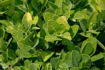 Branch of Euonymus fortunei . Euonymus Fortunei Gracilis common names Spindle or Fortune's Spindle, winter creeper or wintercreeper , green and white foliage. Family: Celastraceae.